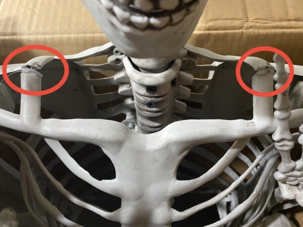 Duży szkielet RESTEQ 180 cm Anatomiczny model człowieka, dokładne szczegóły - obrazek 10