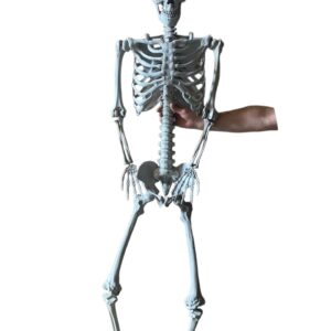 Duży szkielet RESTEQ 180 cm Anatomiczny model człowieka, dokładne szczegóły