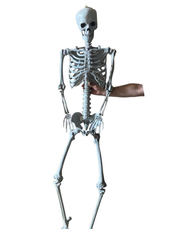 Duży szkielet RESTEQ 180 cm Anatomiczny model człowieka, dokładne szczegóły