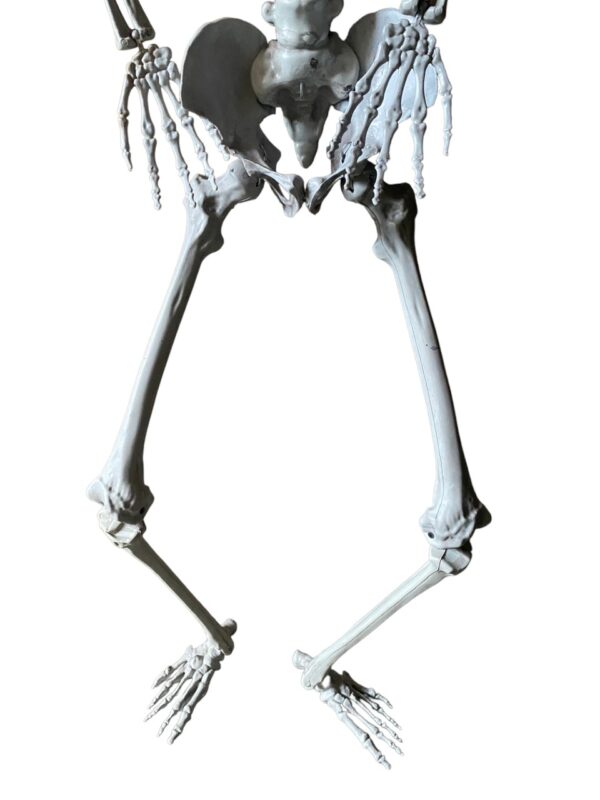 Duży szkielet RESTEQ 180 cm Anatomiczny model człowieka, dokładne szczegóły - obrazek 3