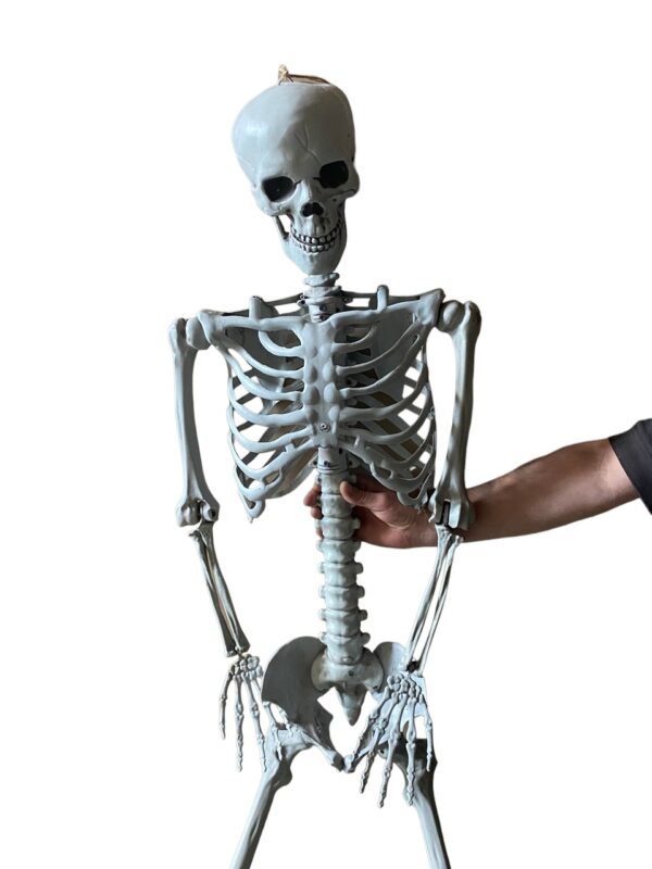 Duży szkielet RESTEQ 180 cm Anatomiczny model człowieka, dokładne szczegóły - obrazek 2