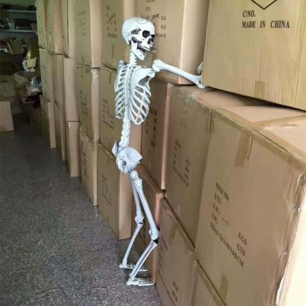 Duży szkielet RESTEQ 180 cm Anatomiczny model człowieka, dokładne szczegóły - obrazek 4