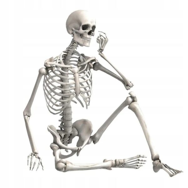 Szkielet człowieka model 90cm kościotrup dekoracja anatomiczny model edukacyjny do szkoły lub wystroju wnętrz