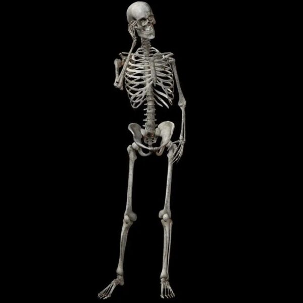 Szkielet człowieka model 90cm kościotrup dekoracja anatomiczny model edukacyjny do szkoły lub wystroju wnętrz - obrazek 2
