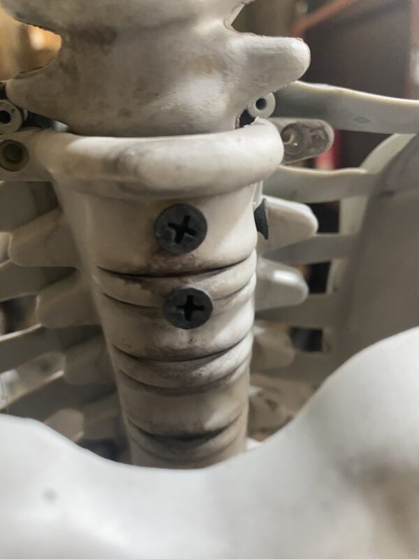 Duży szkielet RESTEQ 180 cm Anatomiczny model człowieka, dokładne szczegóły - obrazek 9